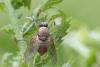 Helina impuncta